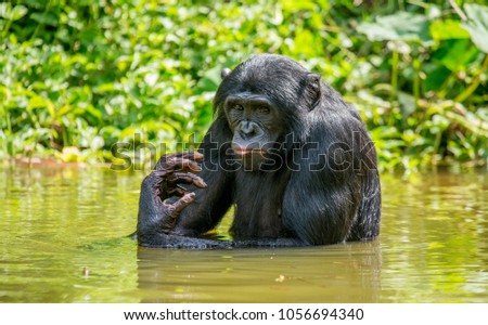 Bonobo is sitting on the waist in the water. Rare picture. Democratic Republic of the Congo. Africa.