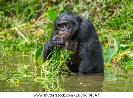 Bonobo is sitting on the waist in the water. Rare picture. Democratic Republic of the Congo. Africa.