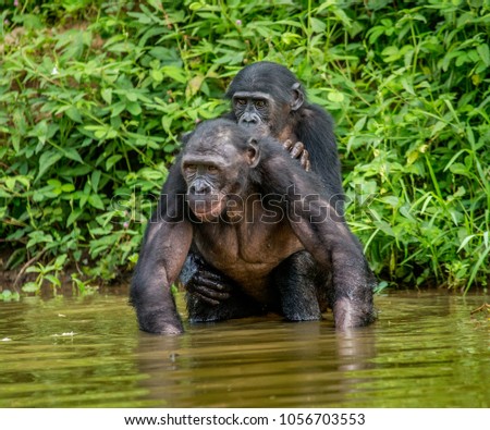 Two bonobos make love in the water. Funny and rare picture. Democratic Republic of the Congo. Africa.