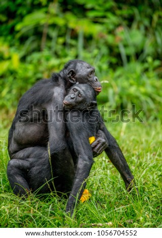Two bonobos make love in the grass. Funny and rare picture. Democratic Republic of the Congo. Africa.