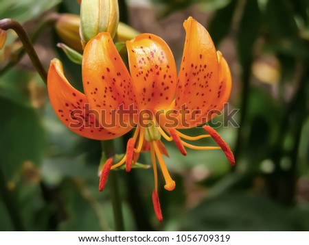 Close up on a solitary tiger lily flower