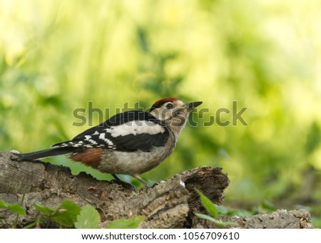 Great spotted woodpecker in the forest in front of naturel green background - grote bonte specht - dendrocopos major