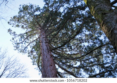 Mammoth tree, giant redwood, Sequoia, Seauoioidae, tree in the public fruit garden in Baden-Baden bright valley, in the Black Forest 