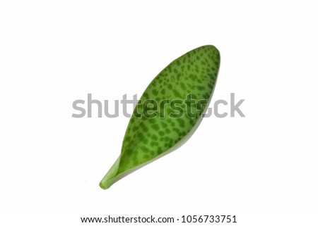  Leaves on a white background