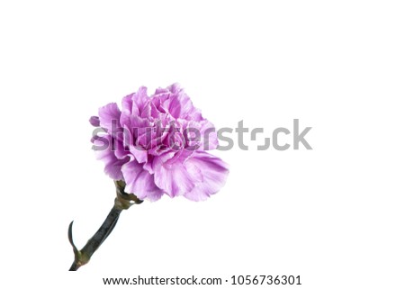 Purple carnation on a white background, isolate. Close-up. Copy space