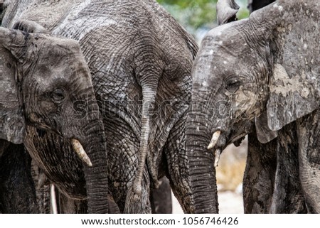 Meeting of elephants while taking a mud bath in the Etosha National Park in Namibia