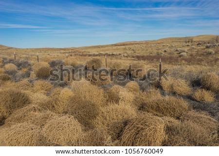 Dead brown tumbleweeds blown along the barbed wire fence.
