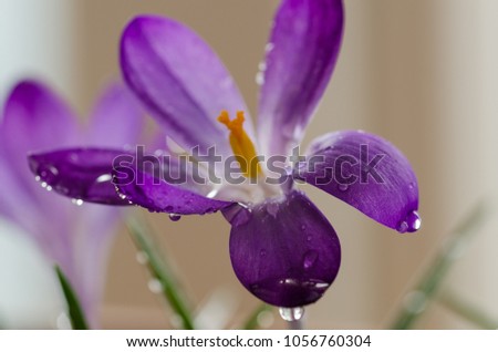 Crocus flower with rain drops