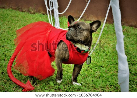 French bulldog dressed as a devil for halloween