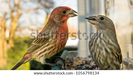 A Male House Finch tries to snatch food from the mouth of a female, two birds in the feeder Royalty-Free Stock Photo #1056798134