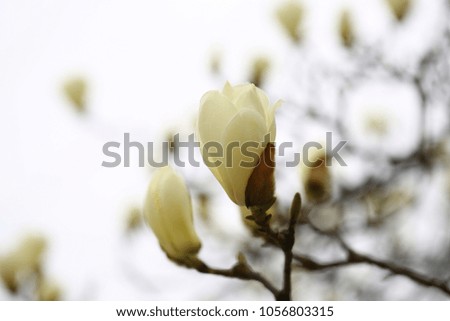 White magnolia flowers blooming in spring
