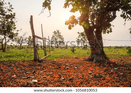 a selective focus picture of falling bastard Teak flowers on ground and orange blurred flowers at background