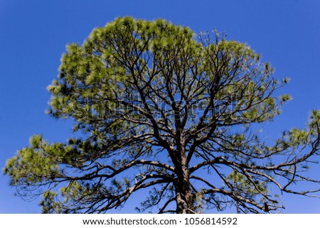 Picture of pine tree