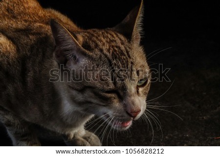 brown tiger graphic Siamese cat stare and threaten beware to protect himself