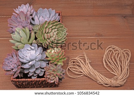 Beautiful Succulents in basket on wooden table. Selective focus with copy space