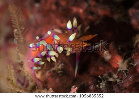 Nudibranch Flabellina exoptata. Picture was taken in the Ceram sea near Ambon, West Papua, Indonesia