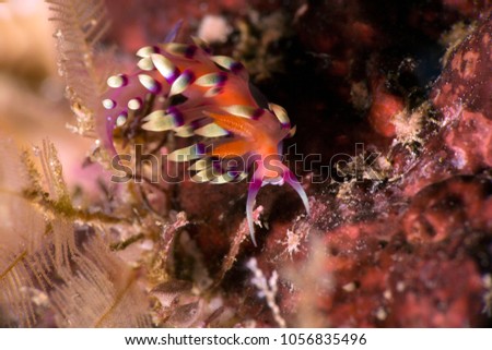 Nudibranch Flabellina exoptata. Picture was taken in the Ceram sea near Ambon, West Papua, Indonesia