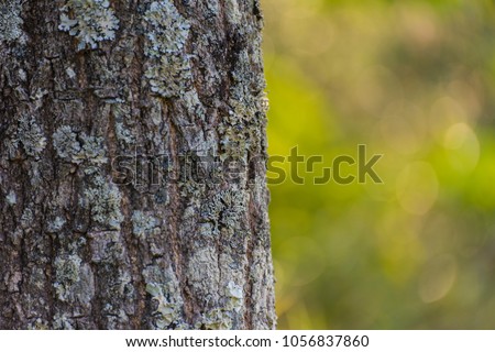 Tree texture and bokeh background