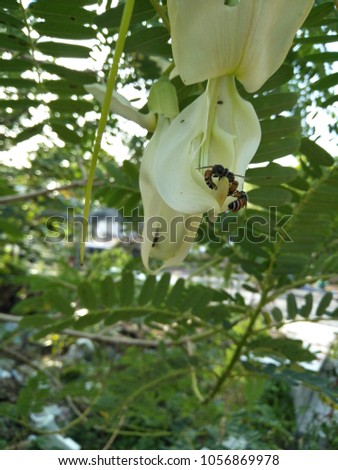 plain orchid flower in home garden light color and comfortable