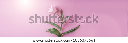 Pink tulips flowers on pink background. Waiting for spring. Happy Easter card. Flat lay, top view