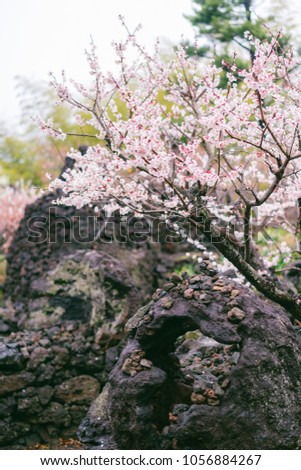 Plum blossoms and spring, Korea
