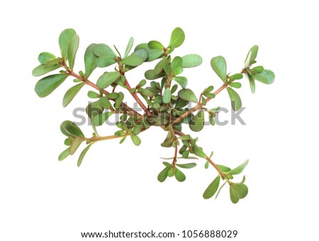 Portulaca oleracea, common purslane, verdolaga, pursley, isolated. It is used for traditional Chinese medical herbal, Ma Chi Xian horse tooth amaranth), for its cooling and detoxification nature.