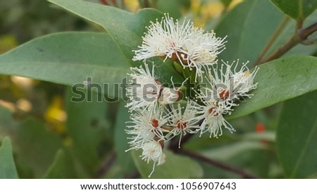 Syzygium austral white color