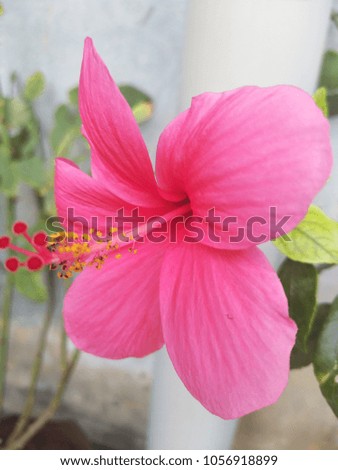closeup of hibiscus flower