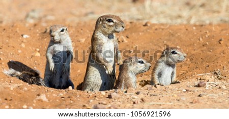 Family of Ground Squirrels carefully come out of their burrow in the Kalahari Royalty-Free Stock Photo #1056921596