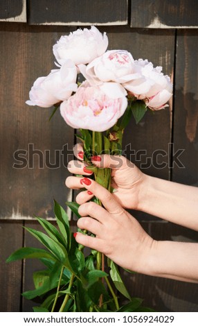 Woman's hand witha a beautiful red manicure holding gently pink peonies on the dark wall background. Close-up