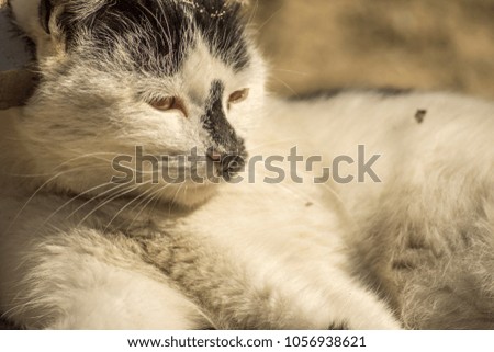 Domestic Europian cat