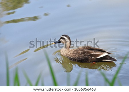 duck in a pond