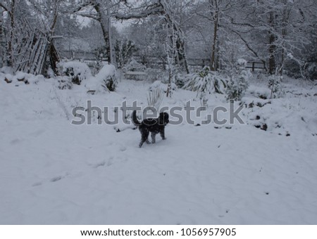 Schnoodle Dog Playing in Deep Thick Snow in a Country Cottage Garden in Rural Devon, England, UK