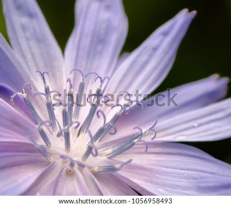 Macro image of lilac violet flower of Cichorium intybus