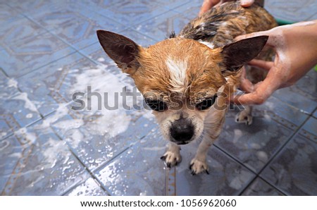 Close up brown tricolor chihuahua dog long coat taking a bath or shower at dog home.Chihuahua is a dog with a cute naughty.