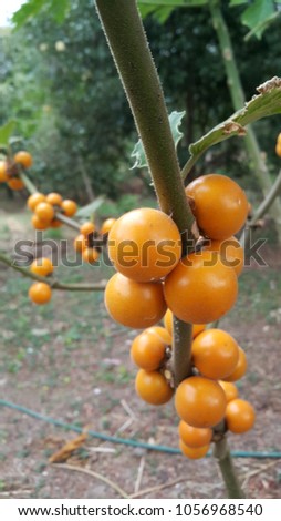 Solanum ferox, Hairy-fruited eggplant in the garden. (Bolo Maka) Royalty-Free Stock Photo #1056968540