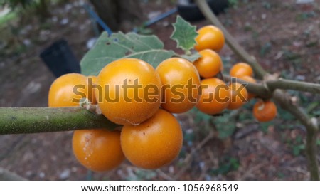 Solanum ferox, Hairy-fruited eggplant in the garden. (Bolo Maka) Royalty-Free Stock Photo #1056968549