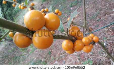 Solanum ferox, Hairy-fruited eggplant in the garden. (Bolo Maka) Royalty-Free Stock Photo #1056968552