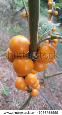 Solanum ferox, Hairy-fruited eggplant in the garden. (Bolo Maka) Royalty-Free Stock Photo #1056968555