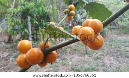 Solanum ferox, Hairy-fruited eggplant in the garden. (Bolo Maka) Royalty-Free Stock Photo #1056968561