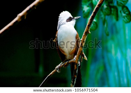 White-crested laughing thrush. White-capped Blackbird-Mockingbird is found in Africa, India and Asia. In China, it is called "white-headed bird" and considered a symbol of longevity. 