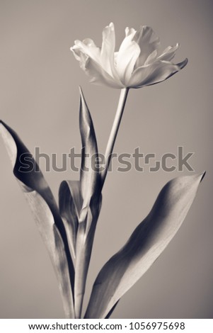 Artistic black and white photograph of a flower