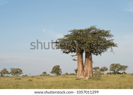 Baobab tree in Okavango delta, Botswana, Africa. 