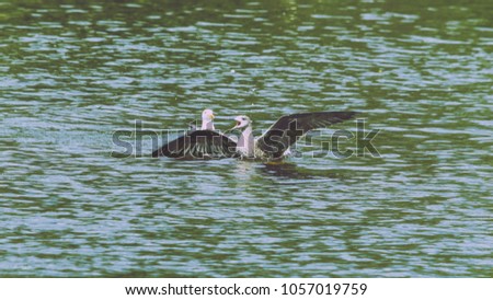 Juvenile Seagull in a water, shallow depth of field split toning nature photography