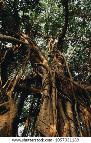 banyan tree photo
