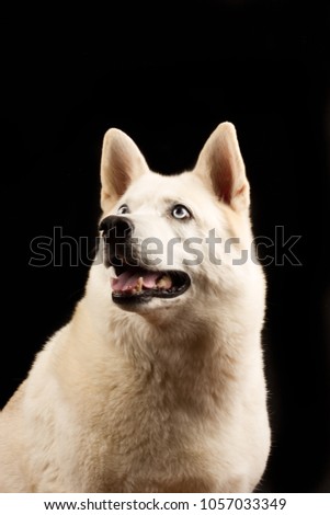 Husky Dog Portrait 