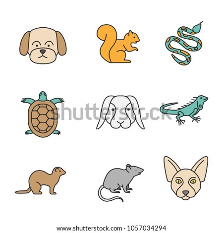 Pets color icons set. Maltese dog, squirrel, python, tortoise, rabbit, iguana, ferret, mouse, Canadian Sphynx. Isolated raster illustrations