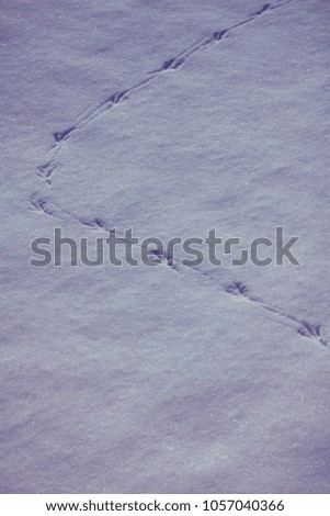 Footprints of a bird in the snow