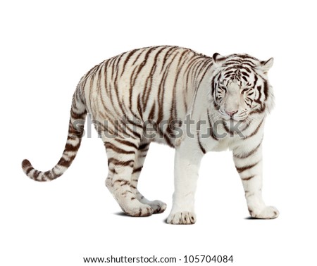  white tiger. Isolated  over white background with shade