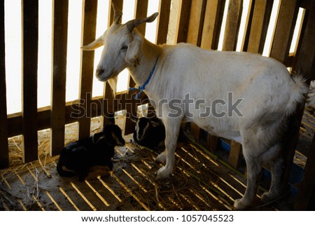 Goat sheep black and white